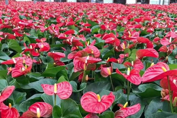 火鹤花怎么养殖,夏季要放在室内北面窗口处养护