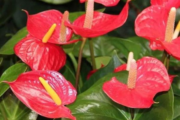 火鹤花怎么养殖,夏季要放在室内北面窗口处养护