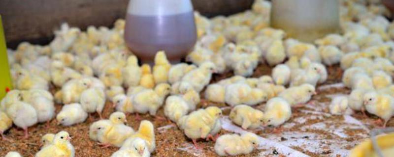为什么小鸡喝水后会死