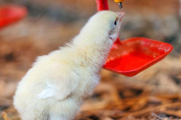 为什么小鸡喝水后会死，羽毛被打湿后容易患病死亡