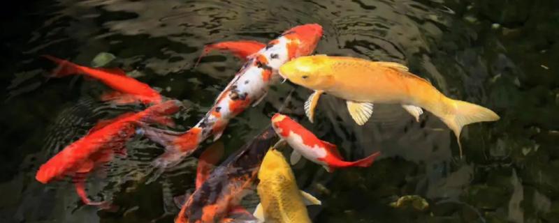 锦鲤体长20厘米要喂几粒饲料