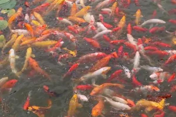 锦鲤体长20厘米要喂几粒饲料，一般可饲喂30-40粒左右