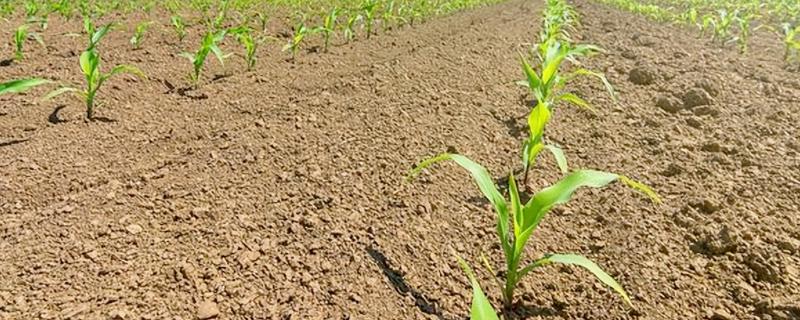 玉米刚出苗打什么药