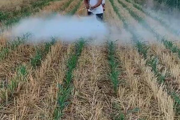 玉米刚出苗打什么药，玉米刚出苗不可以打药