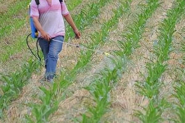 玉米刚出苗打什么药，玉米刚出苗不可以打药