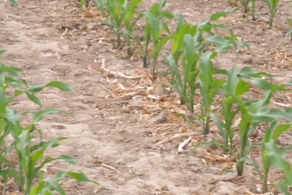 玉米刚出苗打什么药，玉米刚出苗不可以打药