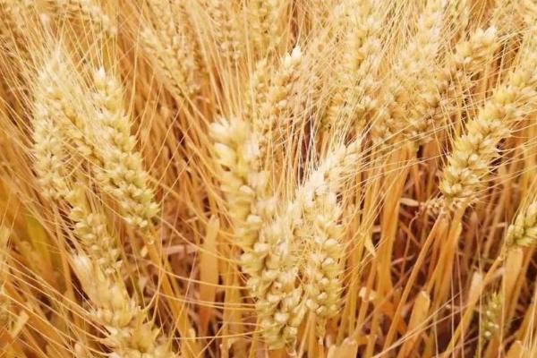 小麦生长过程,一生要经历出苗期、三叶期、分蘖期等生长发育期