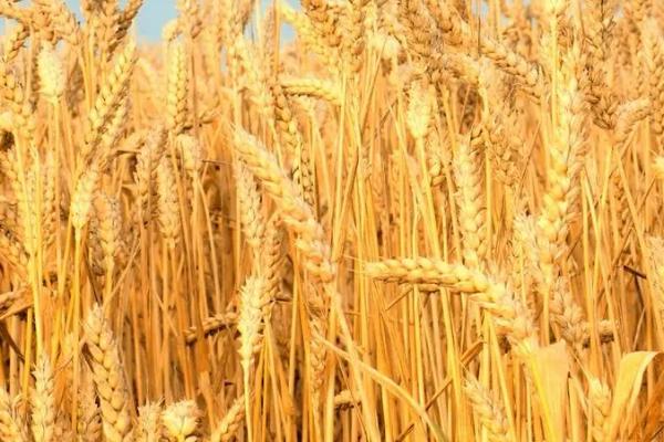 小麦生长过程,一生要经历出苗期、三叶期、分蘖期等生长发育期