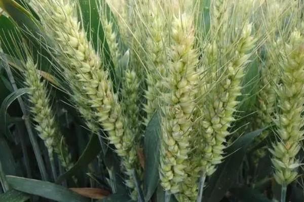 小麦生长过程,一生要经历出苗期、三叶期、分蘖期等生长发育期