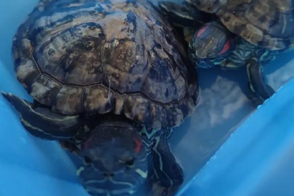 乌龟的寿命,一般在20-50年之间