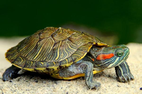 乌龟的寿命,一般在20-50年之间