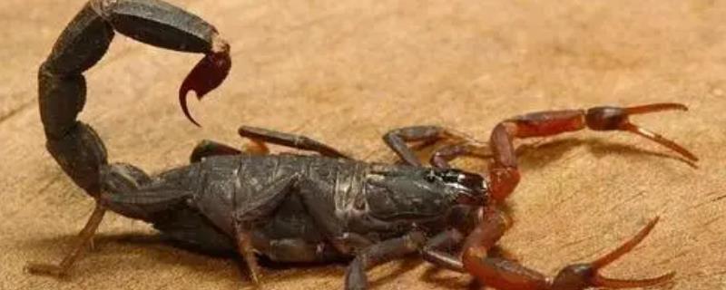 蝎子的食物