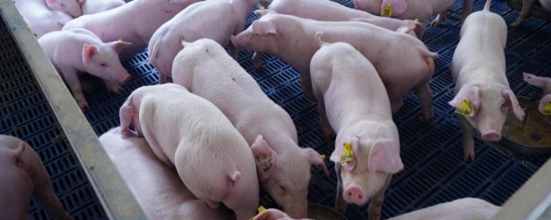 猪为什么会缺钙