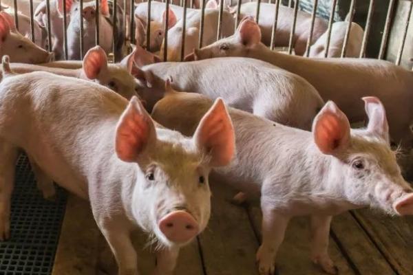 猪为什么会缺钙,饲料中钙磷缺乏或比例失调等都会导致