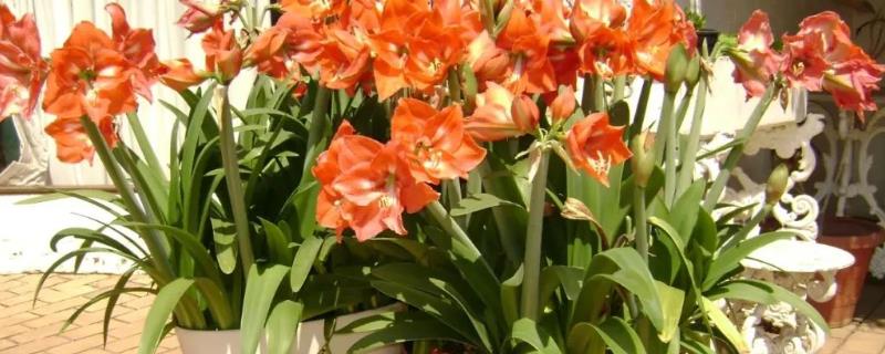 朱顶红的种植方法