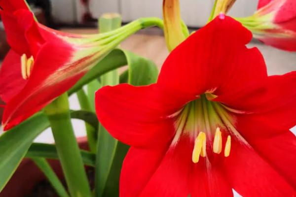 朱顶红的种植方法，首先要浸泡种球底部