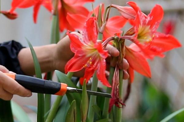 朱顶红的种植方法，首先要浸泡种球底部