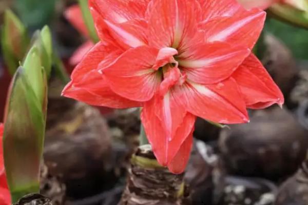 朱顶红的种植方法，首先要浸泡种球底部