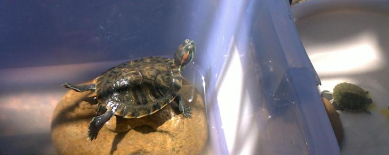 巴西龟要不要晒太阳