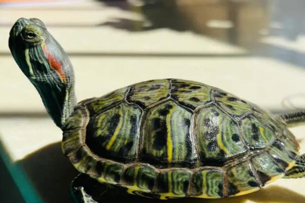 巴西龟要不要晒太阳,饲养期间每天都要晒太阳