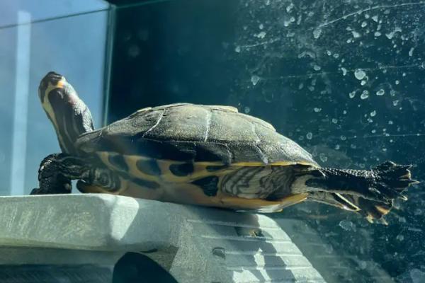 巴西龟要不要晒太阳,饲养期间每天都要晒太阳