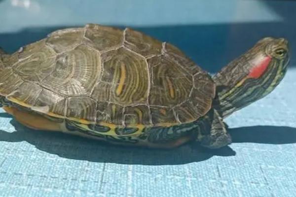 巴西龟要不要晒太阳,饲养期间每天都要晒太阳