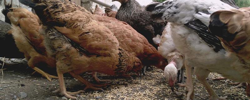 鸡不能吃小麦的原因