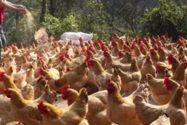 鸡不能吃小麦的原因,原因是其中的部分物质很难被消化