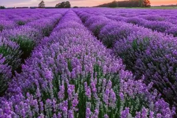 薰衣草的花语,等待爱情是它的花语