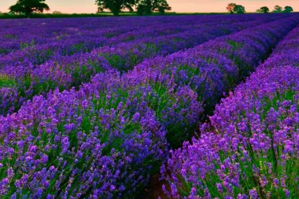 薰衣草的花语,等待爱情是它的花语