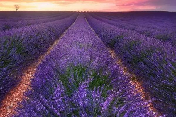 薰衣草的花语,等待爱情是它的花语