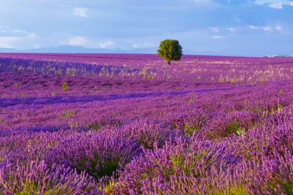 薰衣草的花语,等待爱情是它的花语