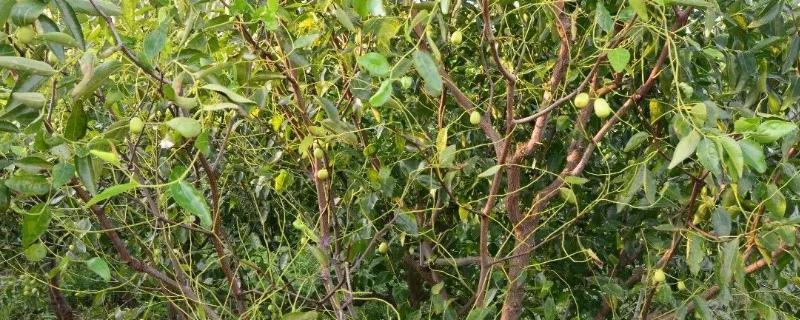 枣树为什么会落叶