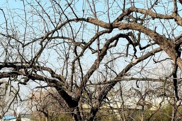 枣树为什么会落叶,受到红蜘蛛的危害时会提前落叶