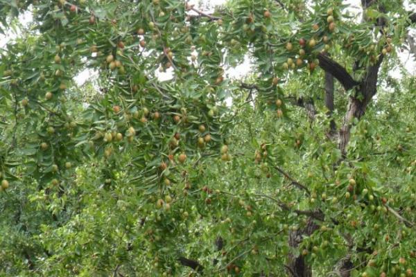 枣树为什么会落叶,受到红蜘蛛的危害时会提前落叶