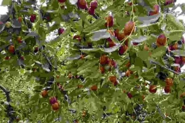 枣树为什么会落叶,受到红蜘蛛的危害时会提前落叶