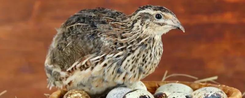 公鹌鹑和母鹌鹑有什么区别