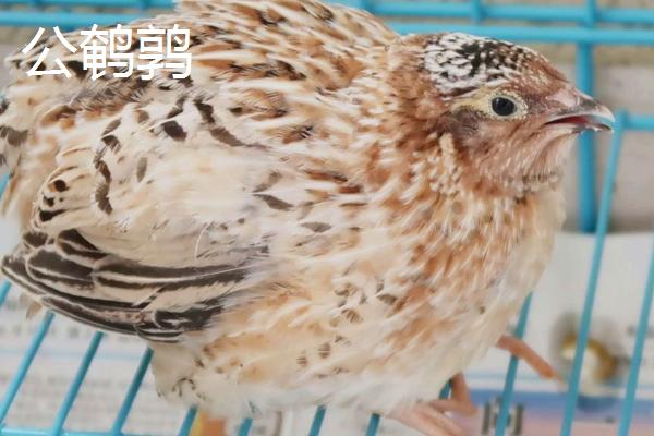 公鹌鹑和母鹌鹑有什么区别,体型、叫声和羽色均不同