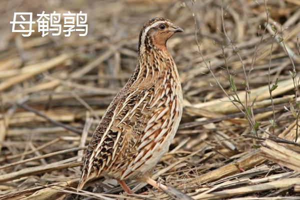 公鹌鹑和母鹌鹑有什么区别,体型、叫声和羽色均不同