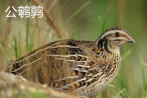 公鹌鹑和母鹌鹑有什么区别,体型、叫声和羽色均不同