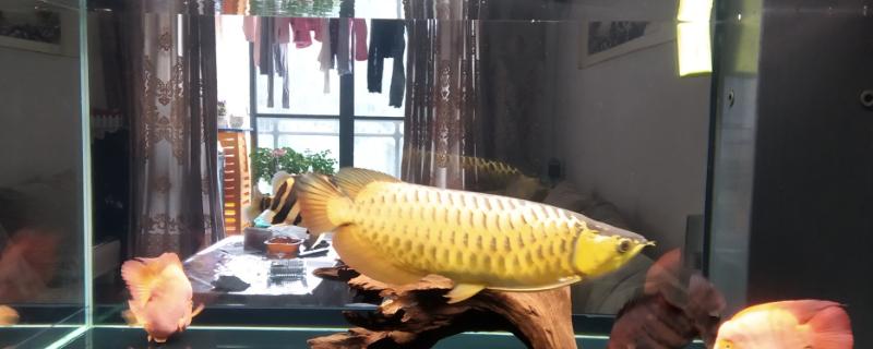 1米2长宽50高80的鱼缸养什么鱼