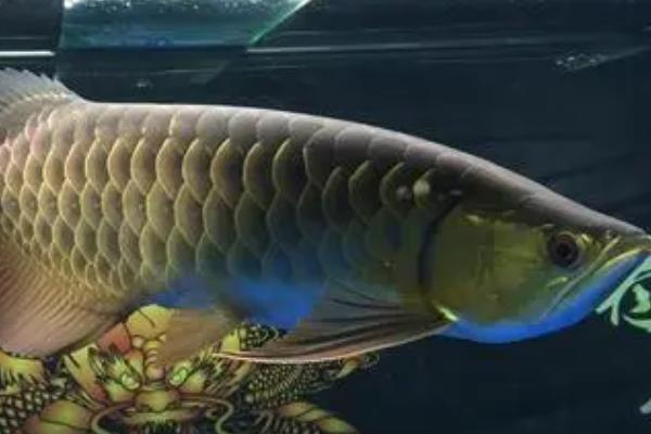 1米2长宽50高80的鱼缸养什么鱼,养龙鱼和战船鱼都适合