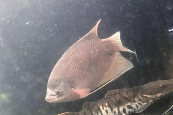 1米2长宽50高80的鱼缸养什么鱼,养龙鱼和战船鱼都适合