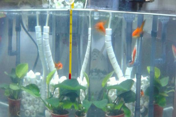 1米2长宽50高80的鱼缸养什么鱼,养龙鱼和战船鱼都适合