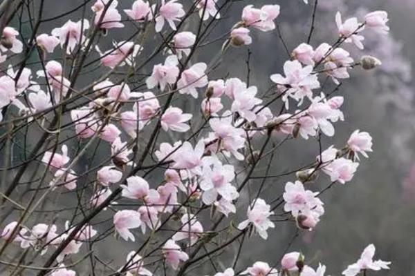 辛夷的亩产量,在适宜地区可达到13000斤左右