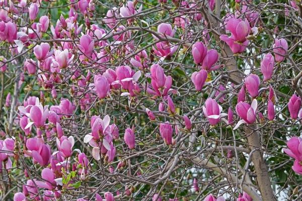 辛夷的亩产量,在适宜地区可达到13000斤左右