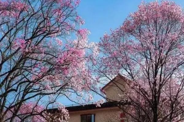 辛夷的亩产量,在适宜地区可达到13000斤左右