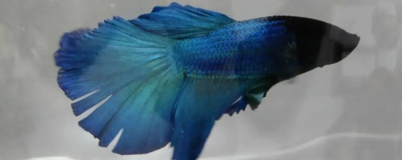 鱼尾巴为什么会分叉