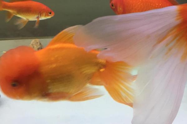 鱼尾巴为什么会分叉，水质不好或受到攻击都会导致