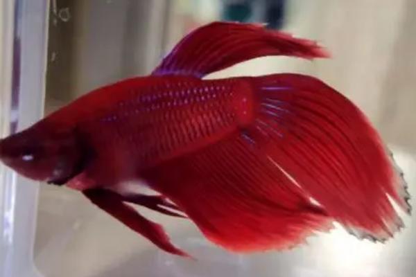 鱼尾巴为什么会分叉，水质不好或受到攻击都会导致